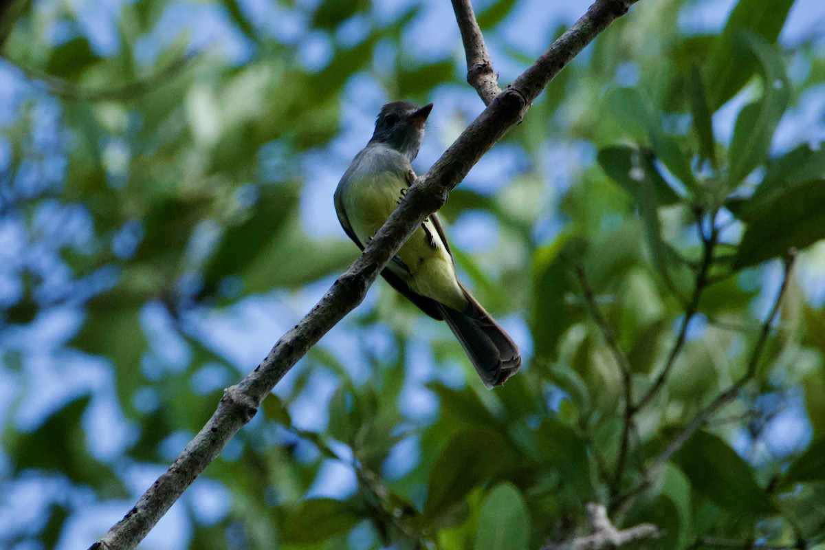 Panama Flycatcher - ML644782845