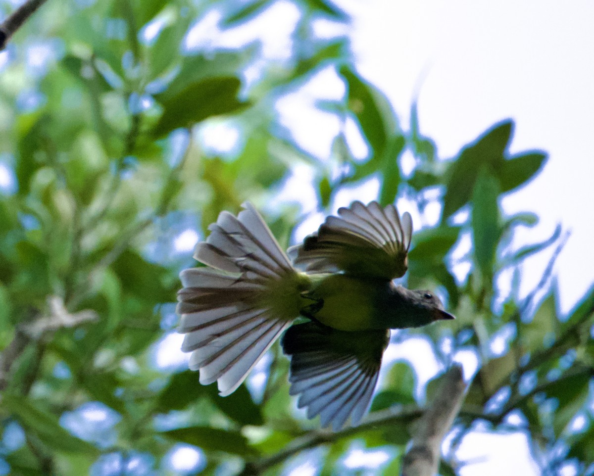 Panama Flycatcher - ML644782846