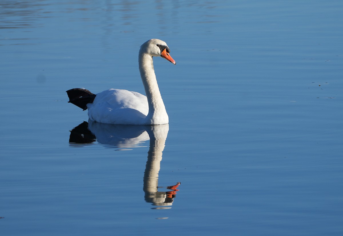 Хуруут хун - ML644782847