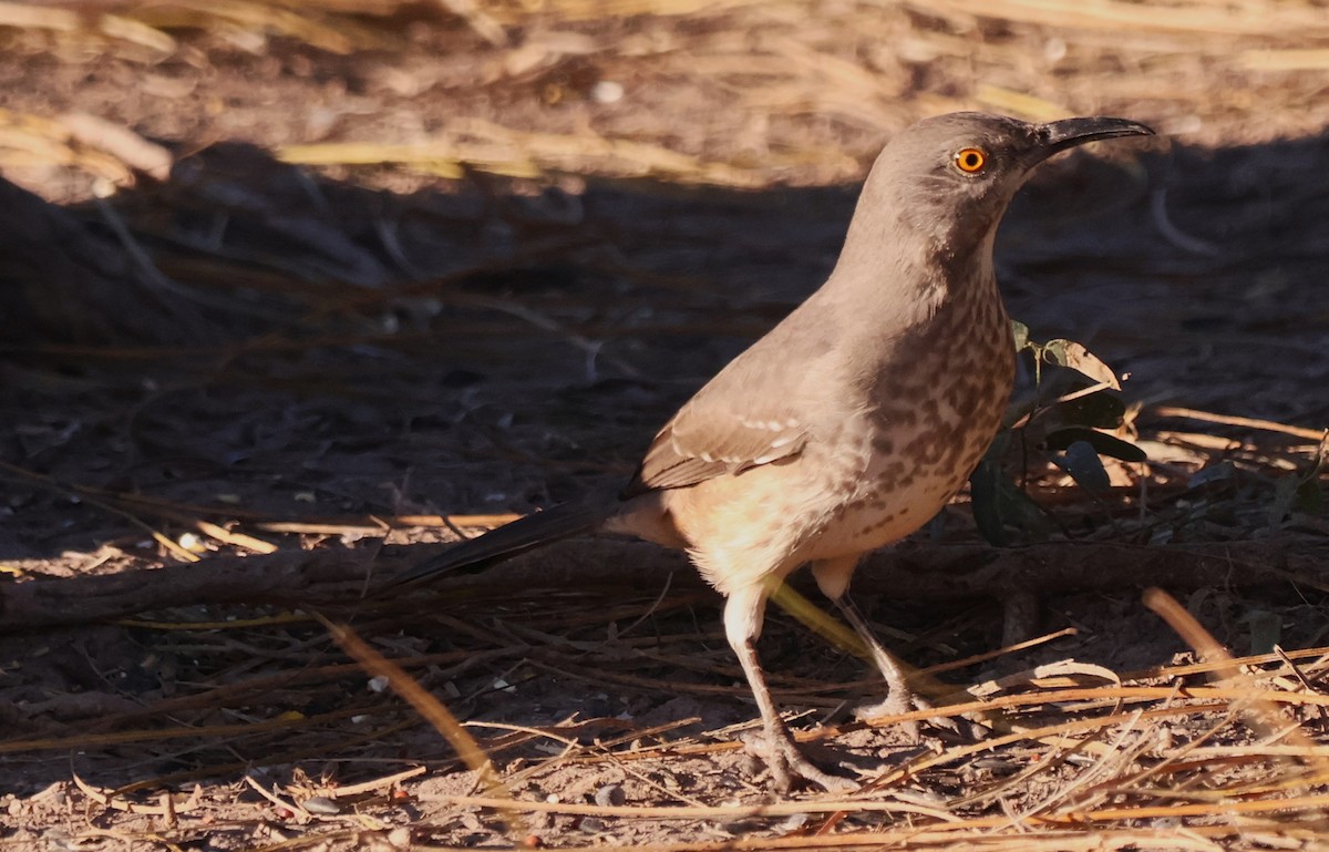 Curve-billed Thrasher - ML644782850