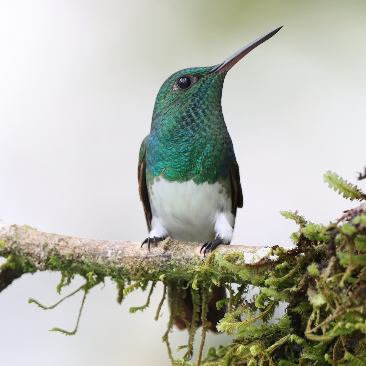 Snowy-bellied Hummingbird - ML644782852