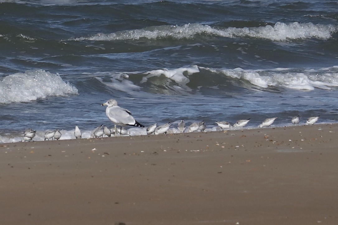 Ring-billed Gull - ML644782854