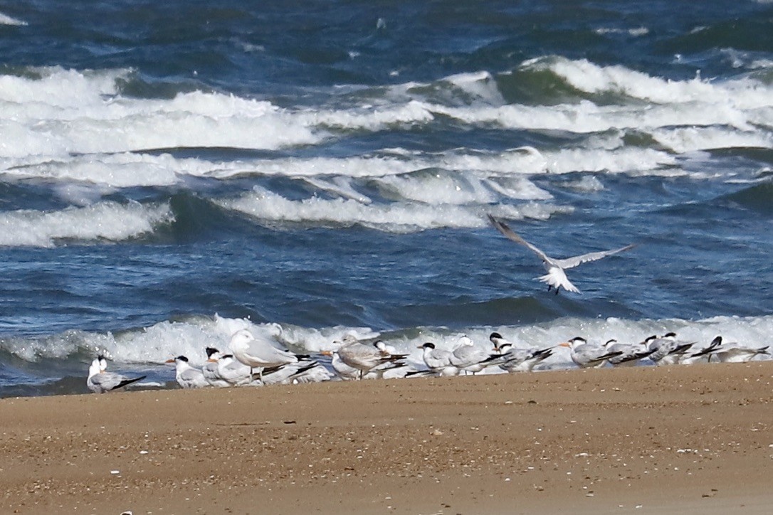 Хар элсэг - ML644782855