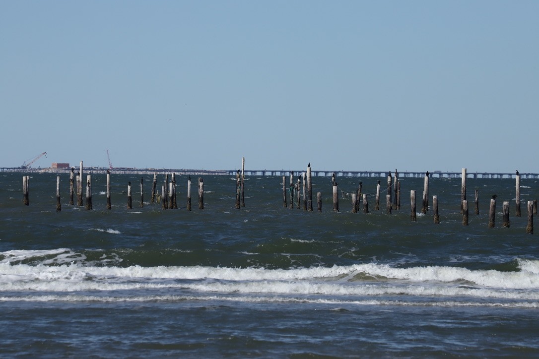 Хар элсэг - ML644782856