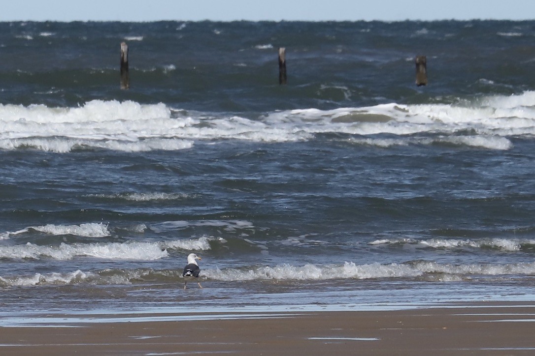 Бэсрэг цахлай - ML644782857