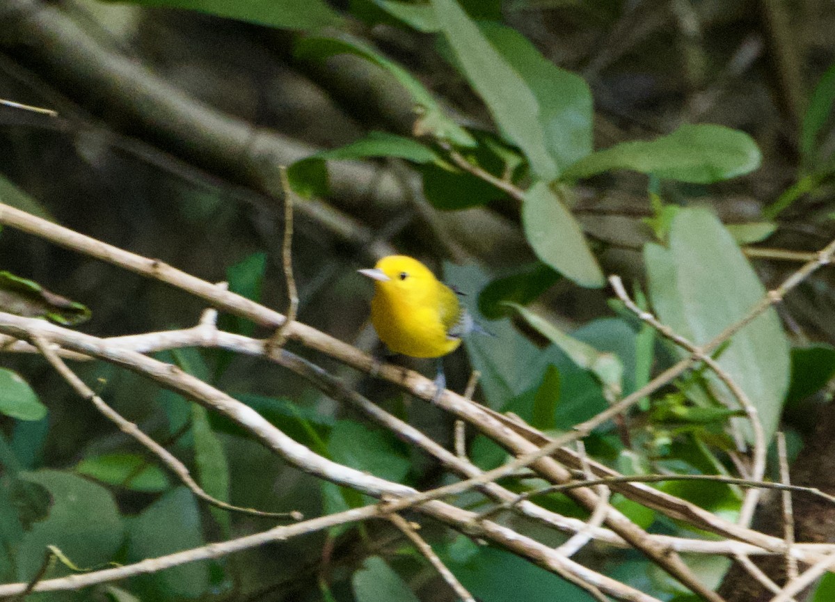 Prothonotary Warbler - ML644782859