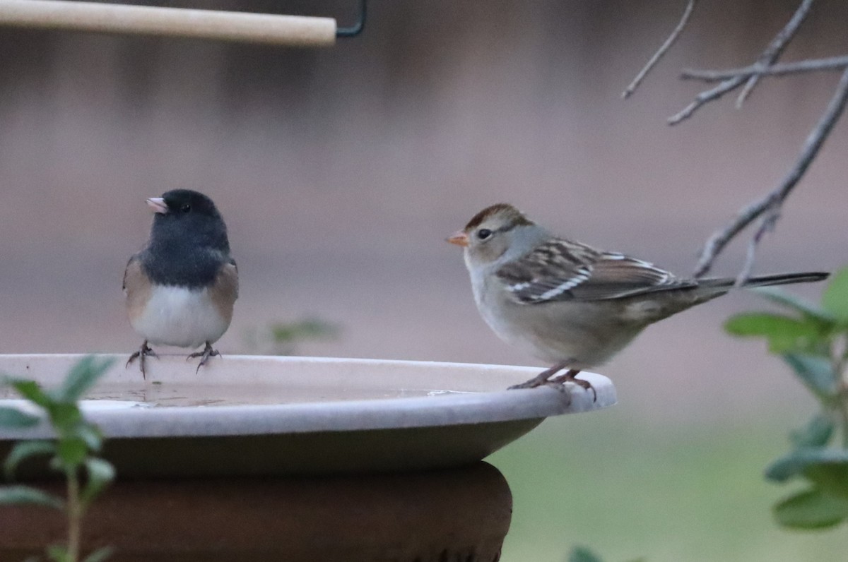 Dark-eyed Junco - ML644782860