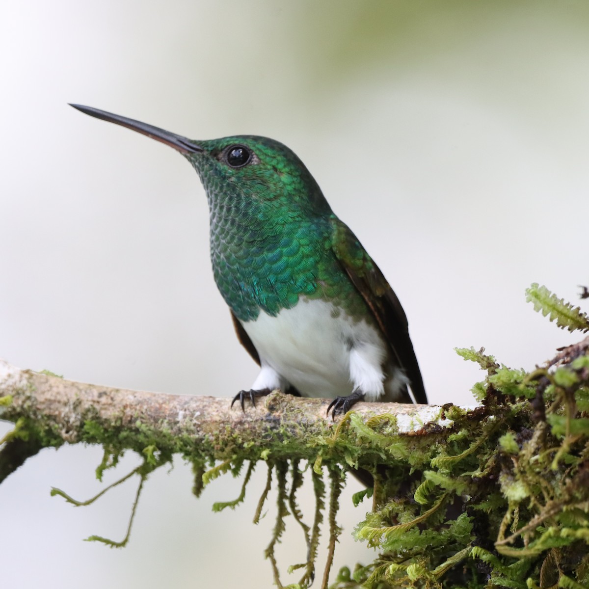 Snowy-bellied Hummingbird - ML644782863