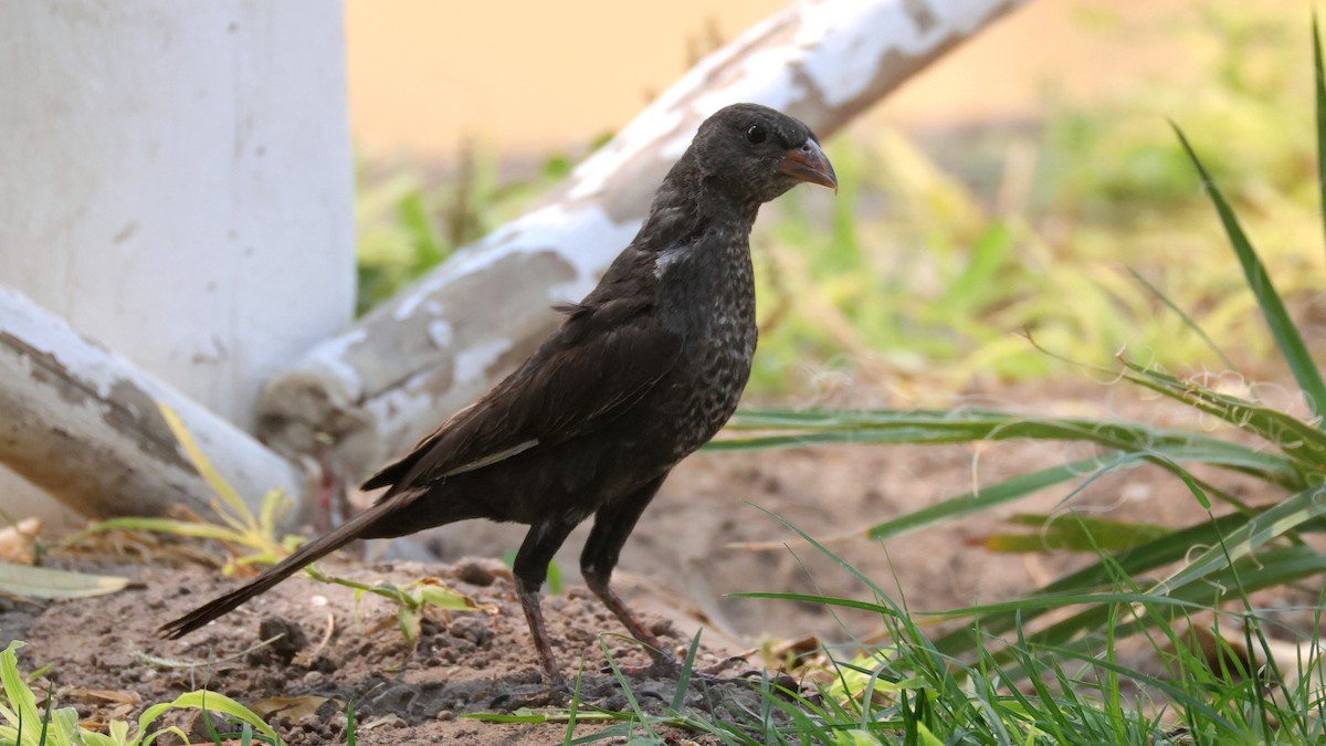 Red-billed Buffalo-Weaver - ML644782865