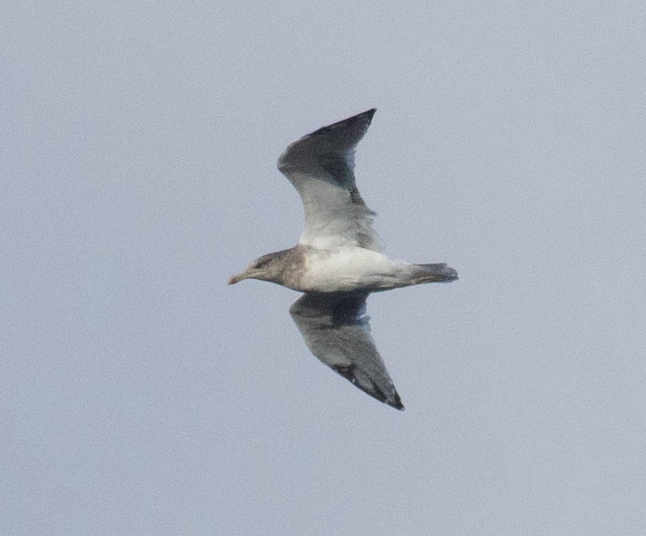 American Herring Gull - ML644782866