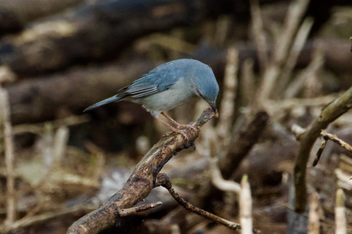 Bicolored Conebill - ML644782867