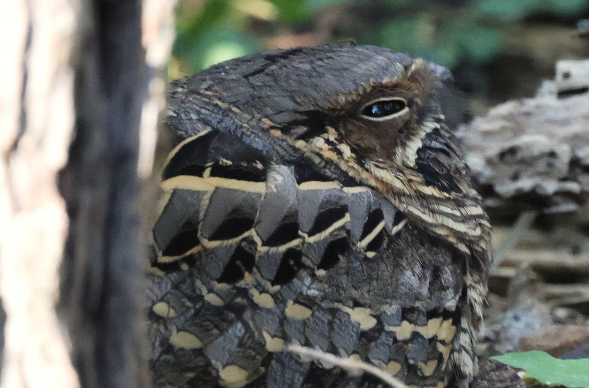 Common Pauraque - ML644782868