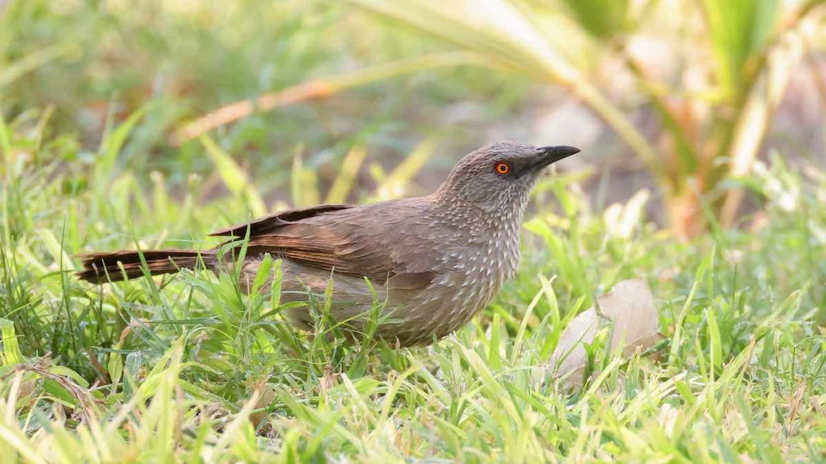 Arrow-marked Babbler - ML644782869