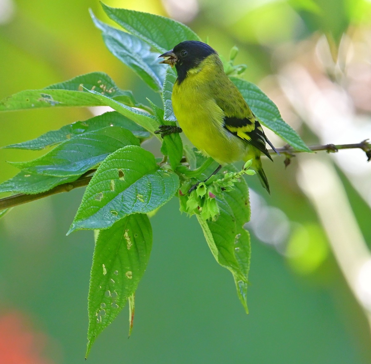 Hooded Siskin - ML644782870