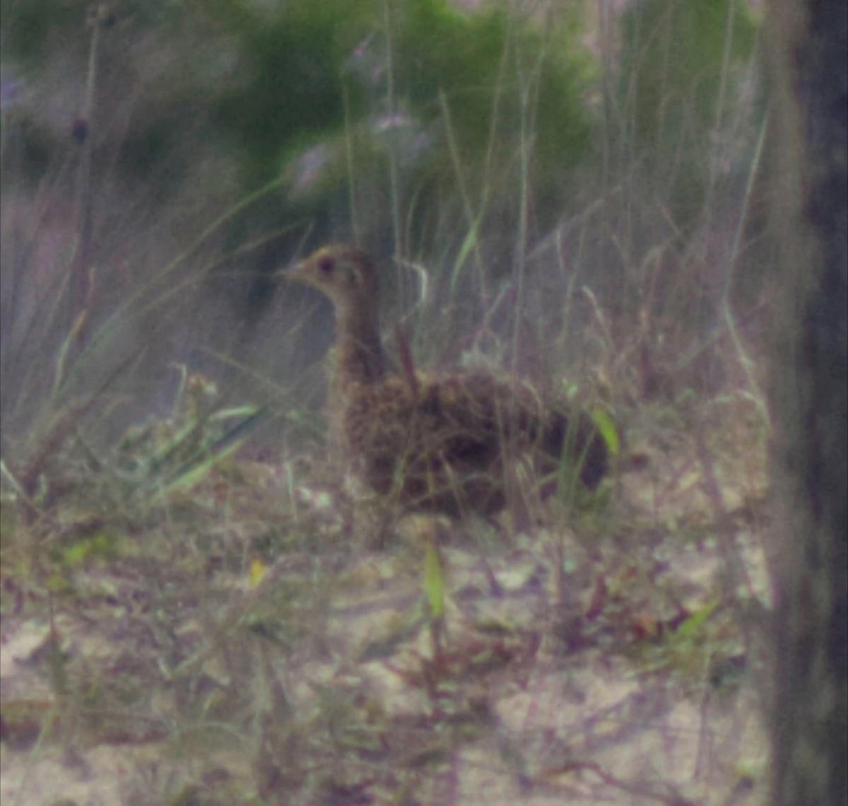 Spotted Nothura - ML644782871