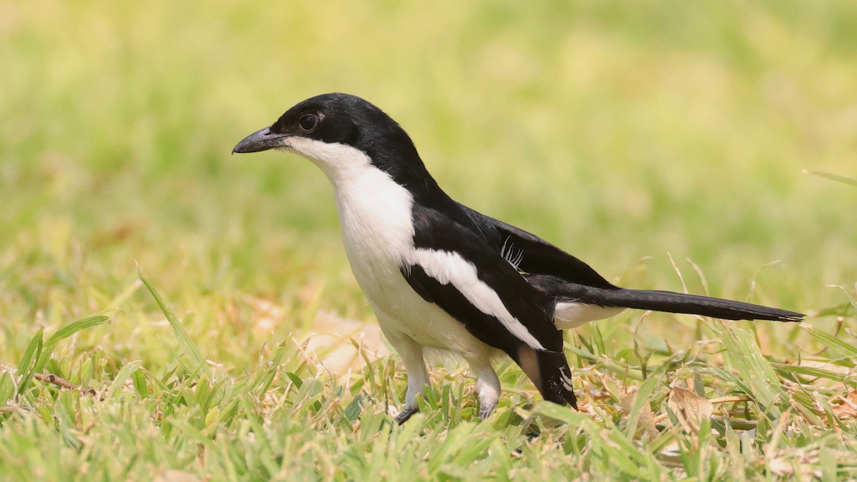 Gabon Boubou - ML644782873