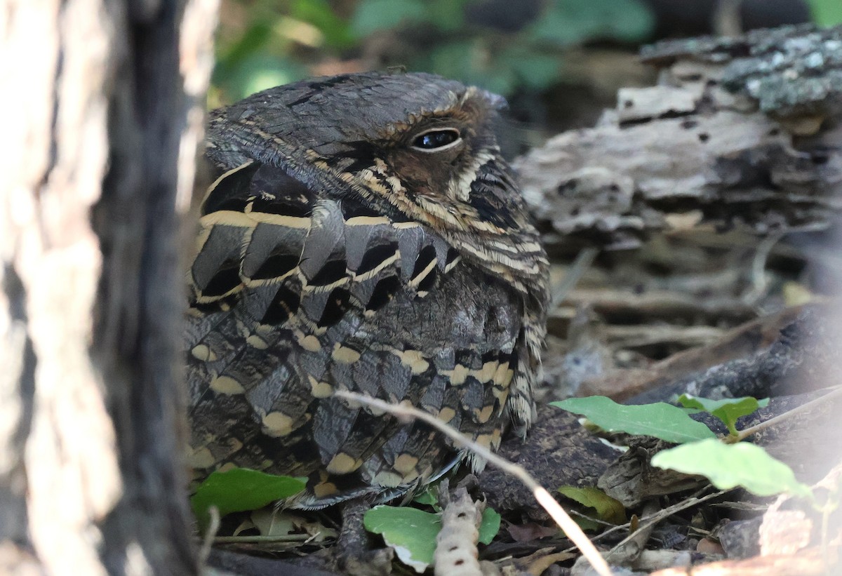 Common Pauraque - ML644782874