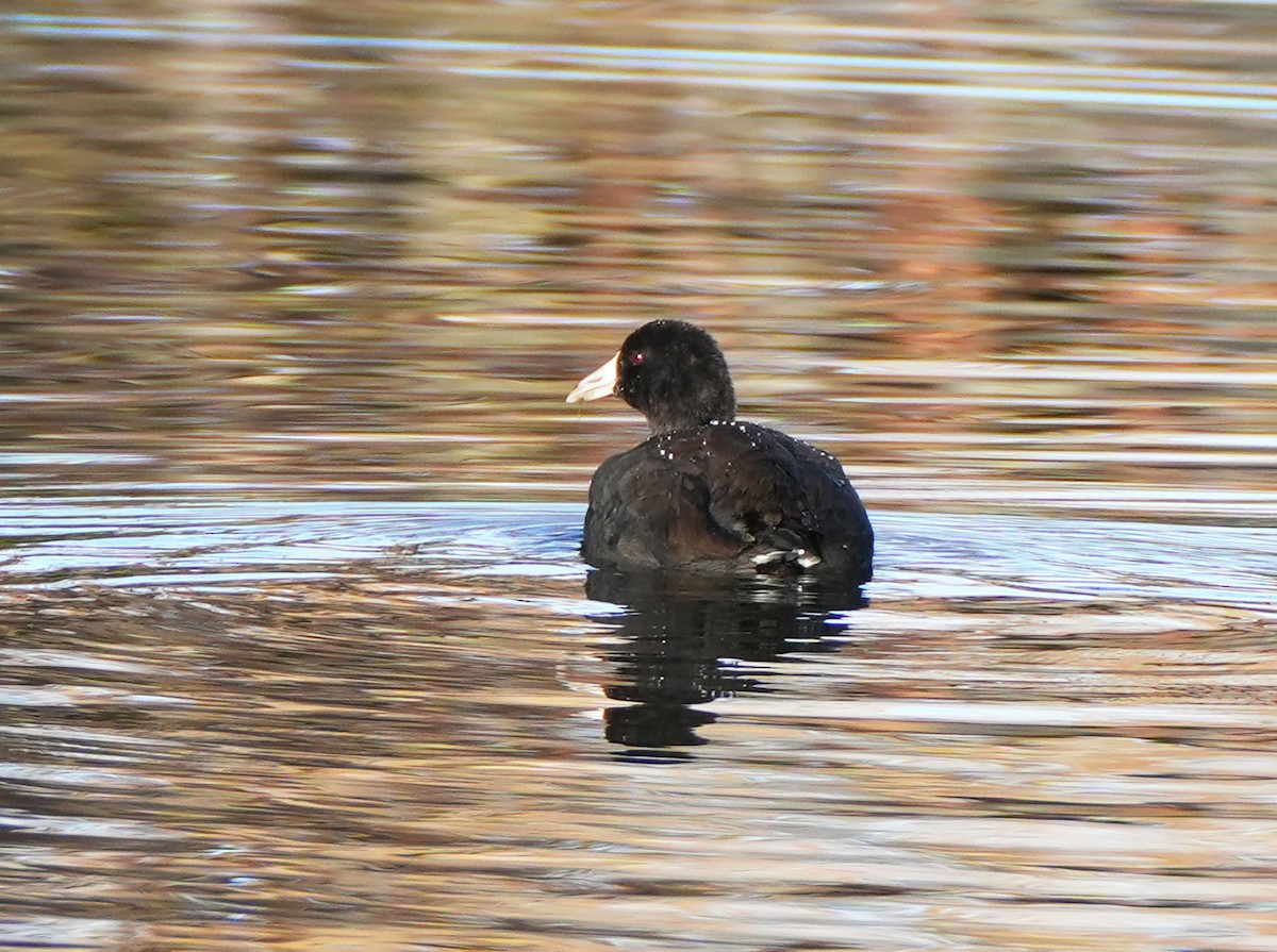 Focha Americana - ML644782877