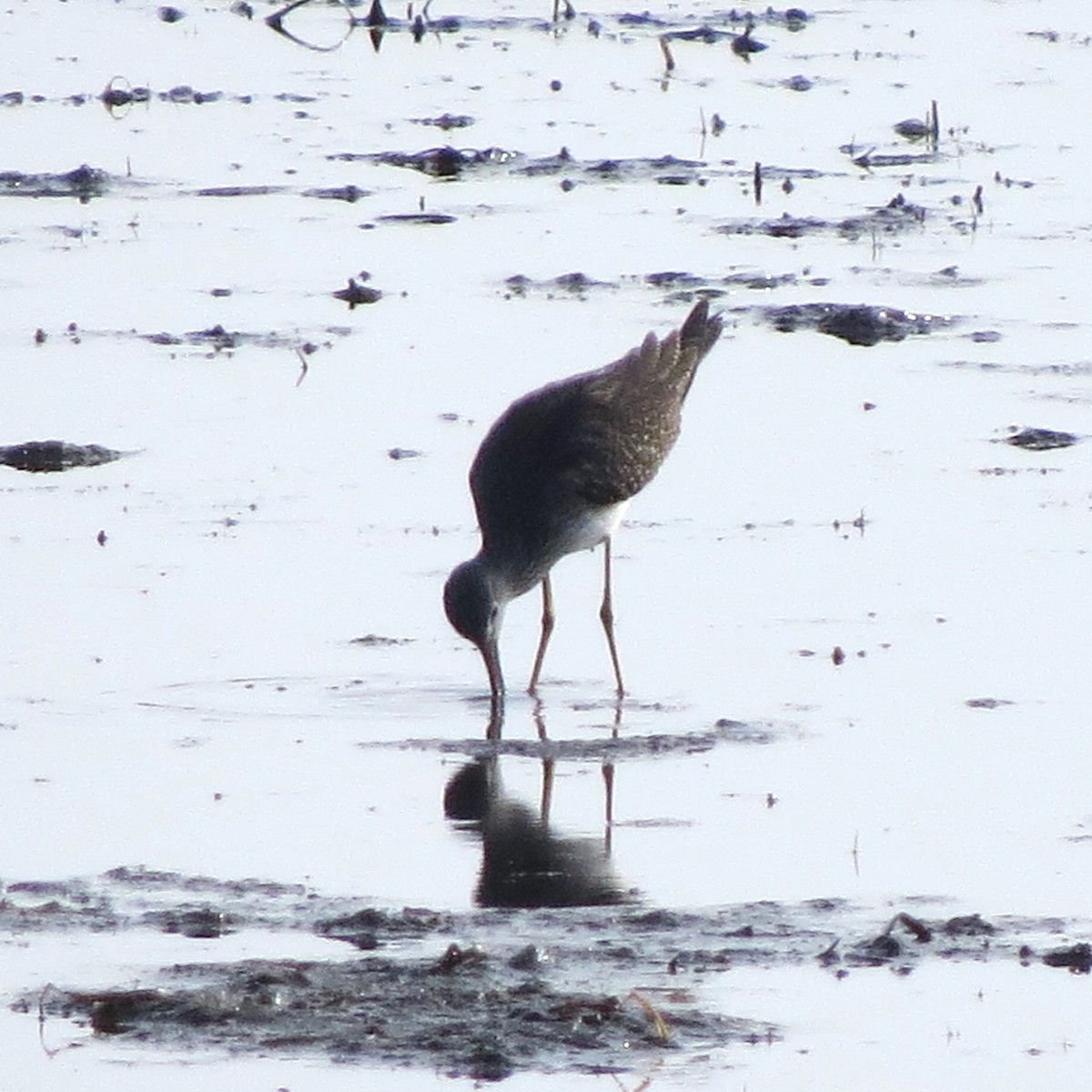 Kuliska hankahori handia - ML644782878