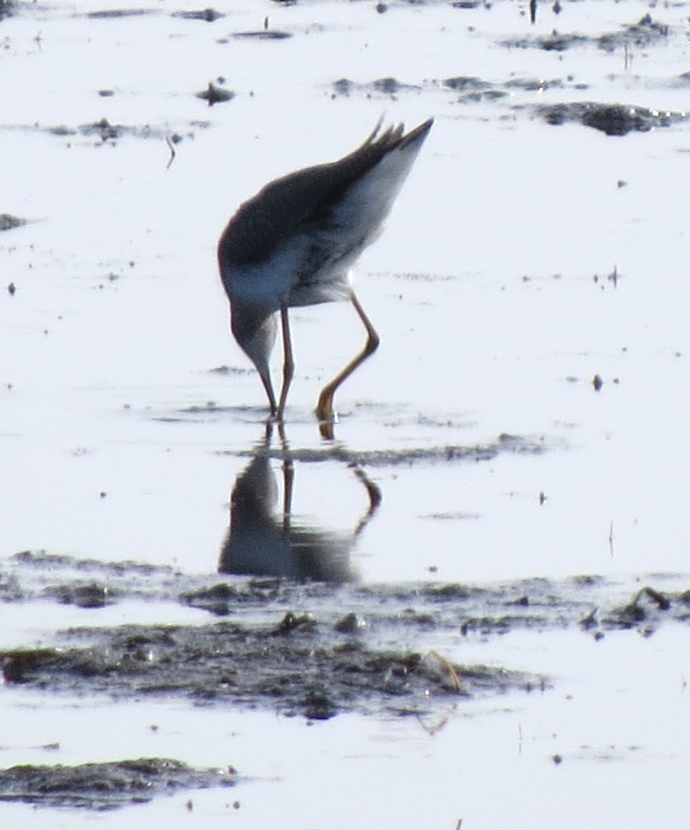 Kuliska hankahori handia - ML644782882