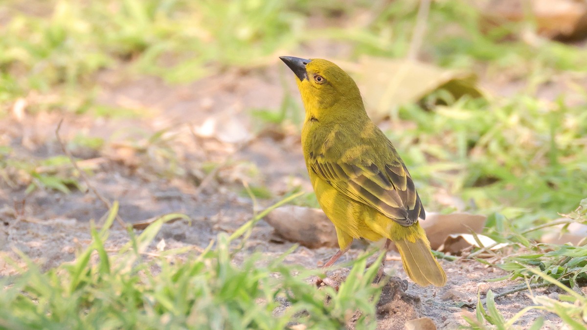Holub's Golden-Weaver - ML644782885