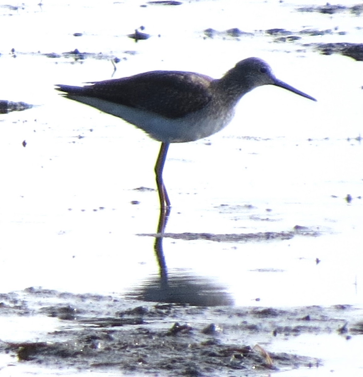 Kuliska hankahori handia - ML644782887