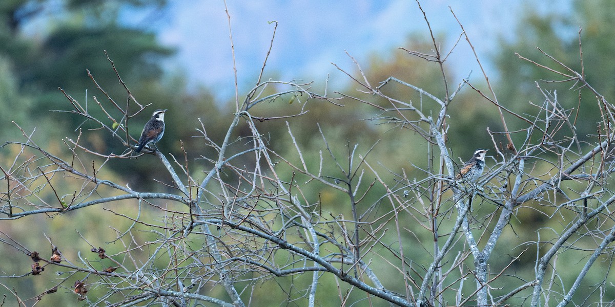 Dusky Thrush - ML644782893