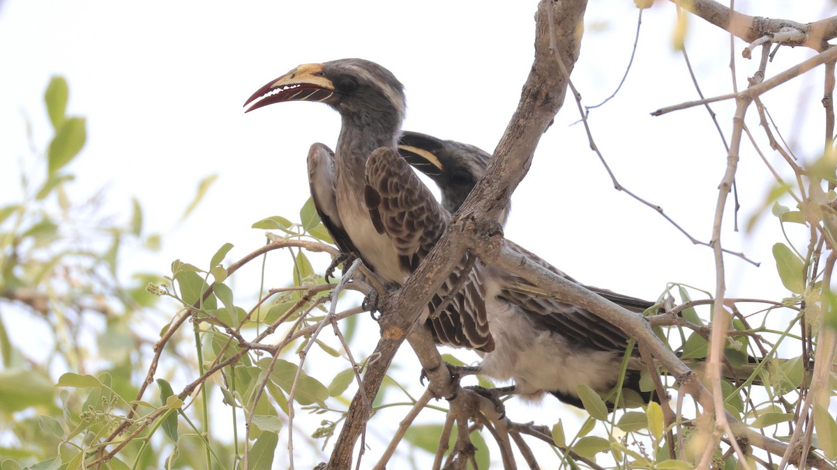 African Gray Hornbill - ML644782894