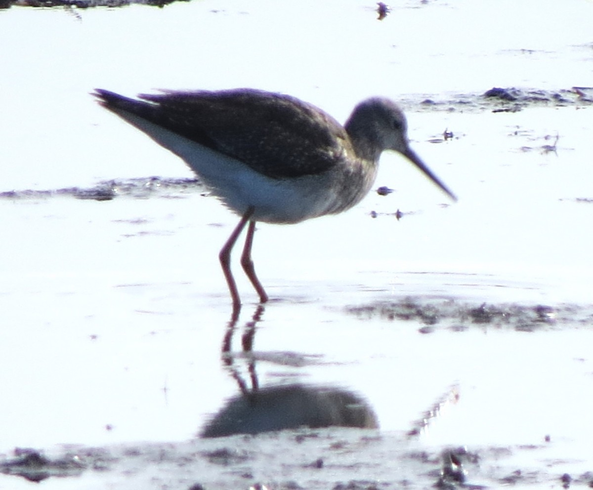 Kuliska hankahori handia - ML644782900