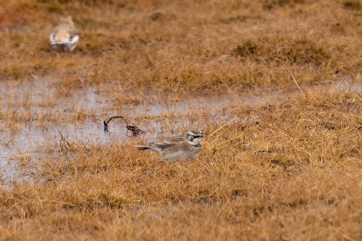 Horned Lark - ML644782913
