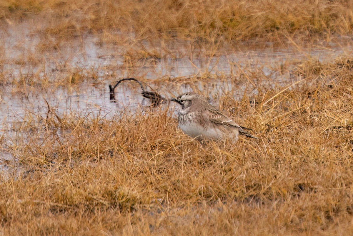 Horned Lark - ML644782914