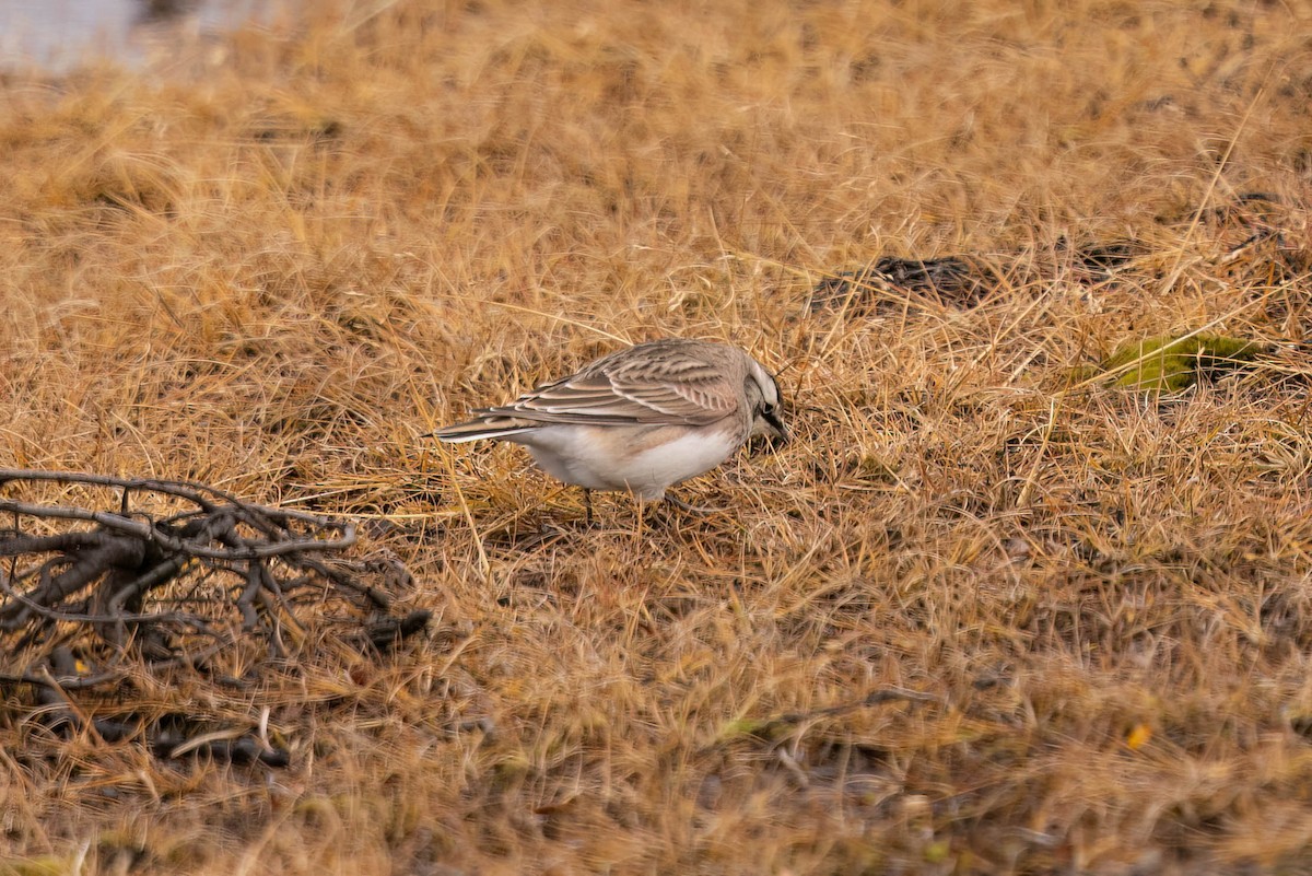 Horned Lark - ML644782924