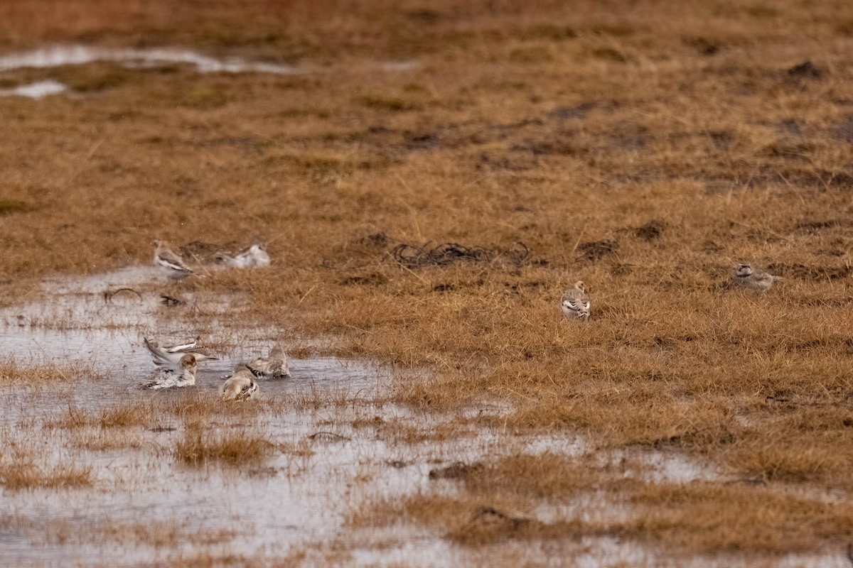 Horned Lark - ML644782927