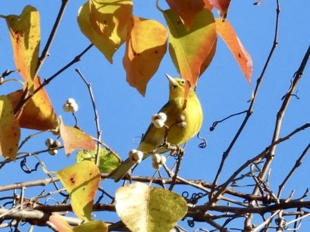 Pine Warbler - ML644782930