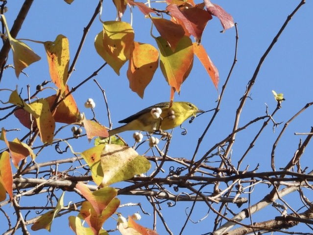 Pine Warbler - ML644782931