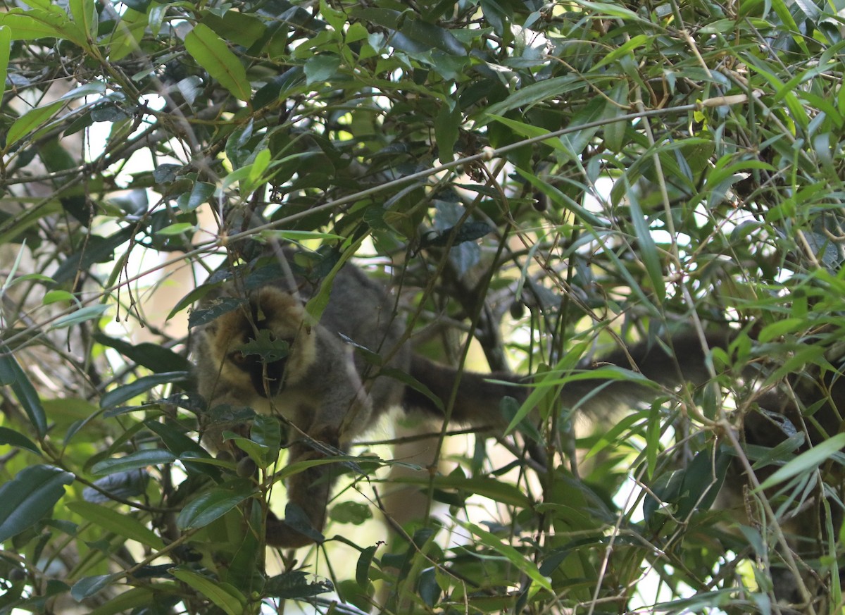 Bamboo Lemurs - ML644782952