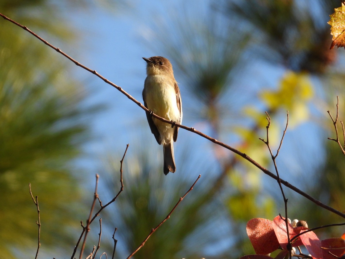 Mosquero Fibí - ML644782954