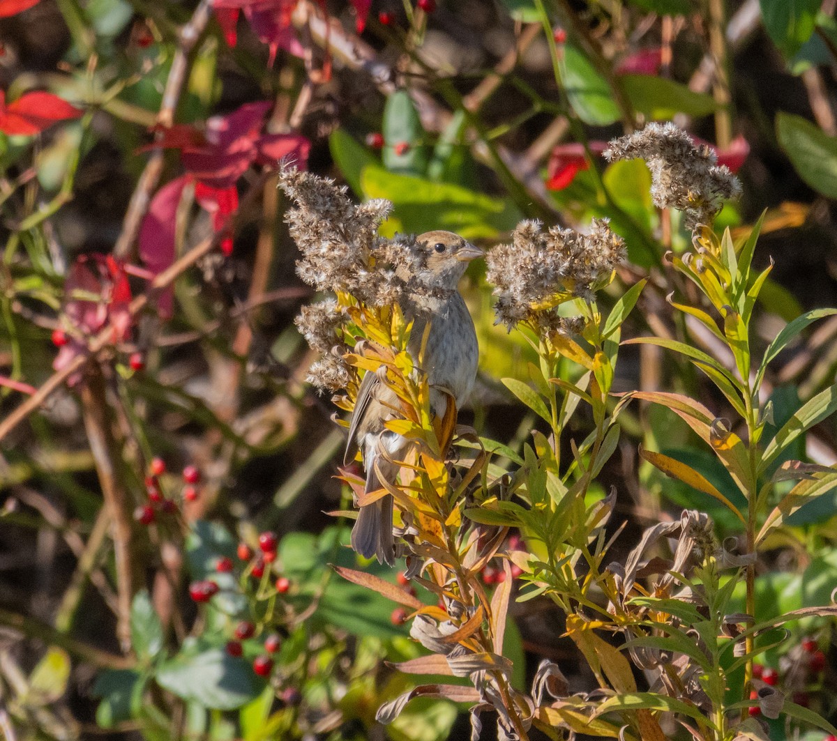Indigo Bunting - ML644782958