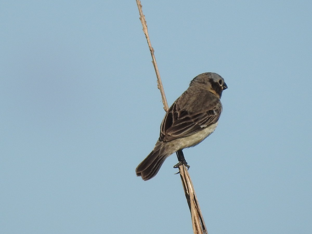 Ibera Seedeater - ML644782972