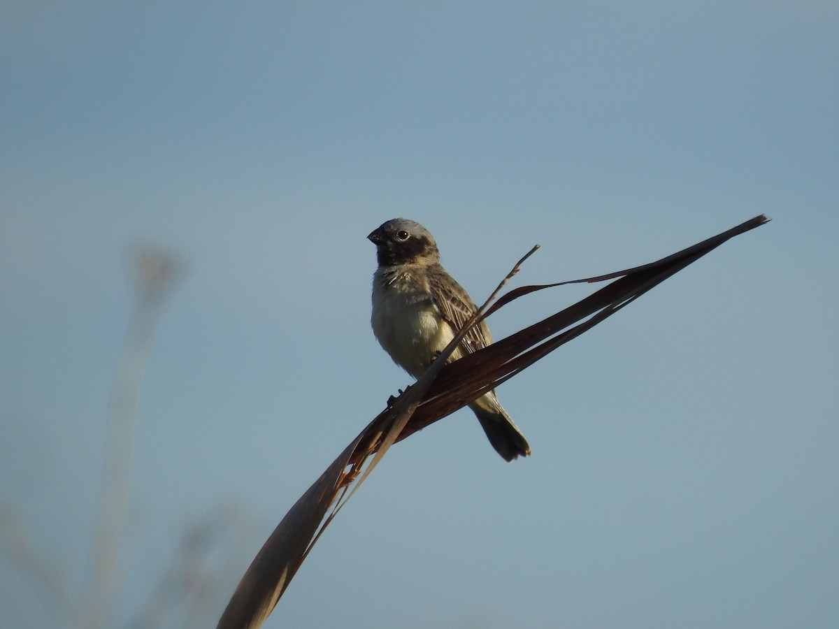 Ibera Seedeater - ML644782973