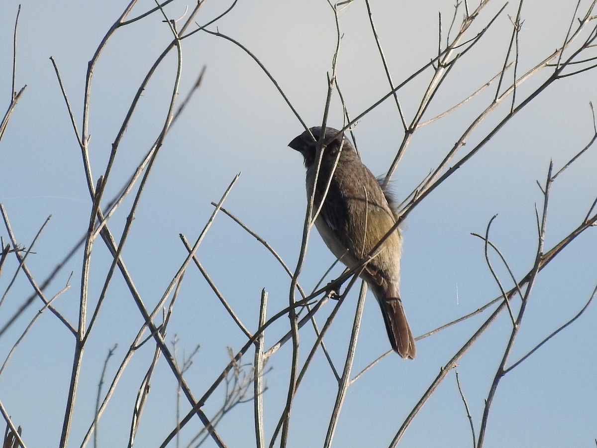 Ibera Seedeater - ML644782974