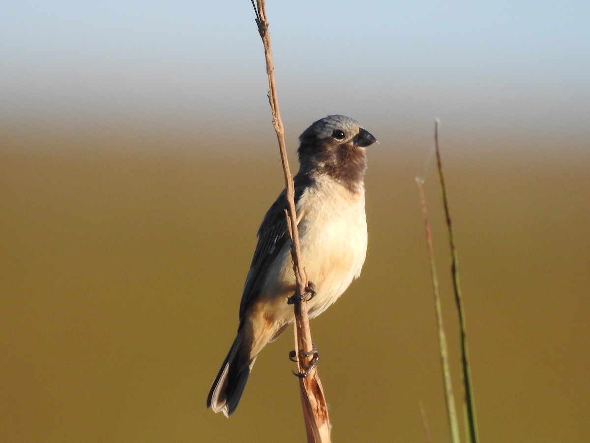 Ibera Seedeater - ML644782975