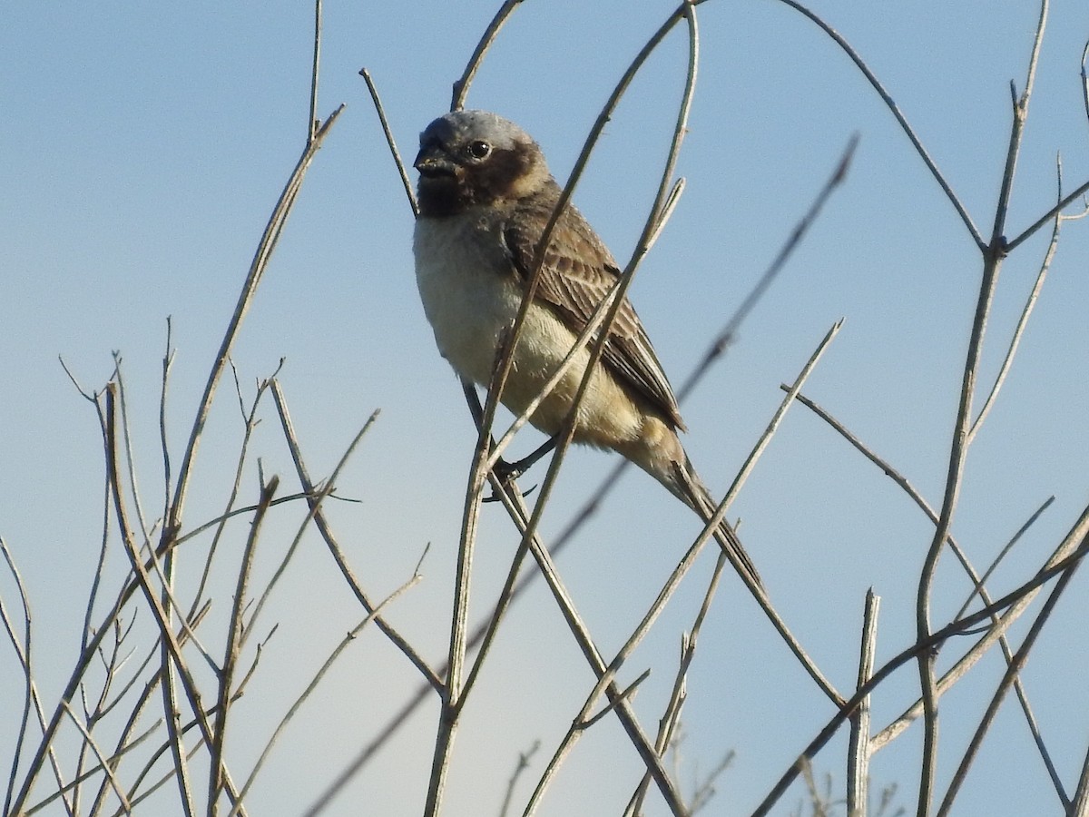 Ibera Seedeater - ML644782976