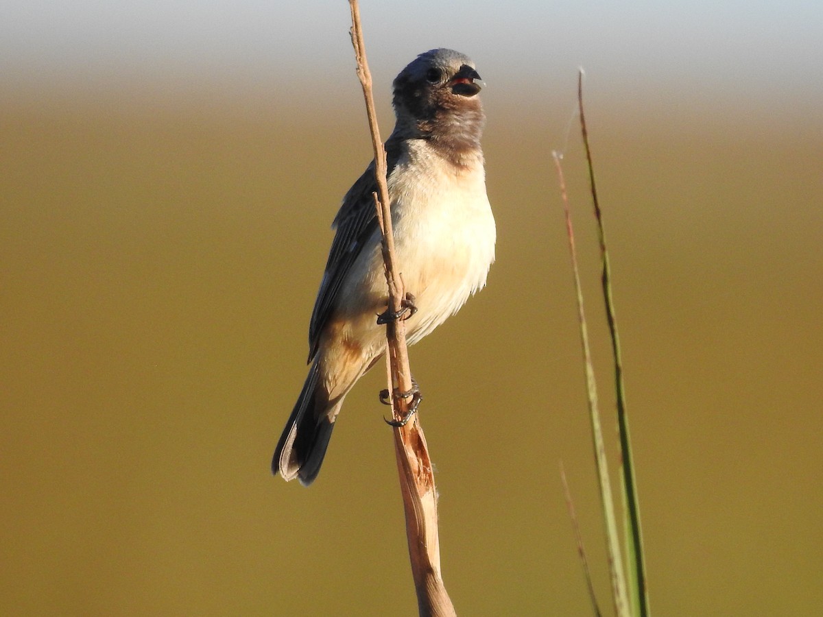 Ibera Seedeater - ML644782977