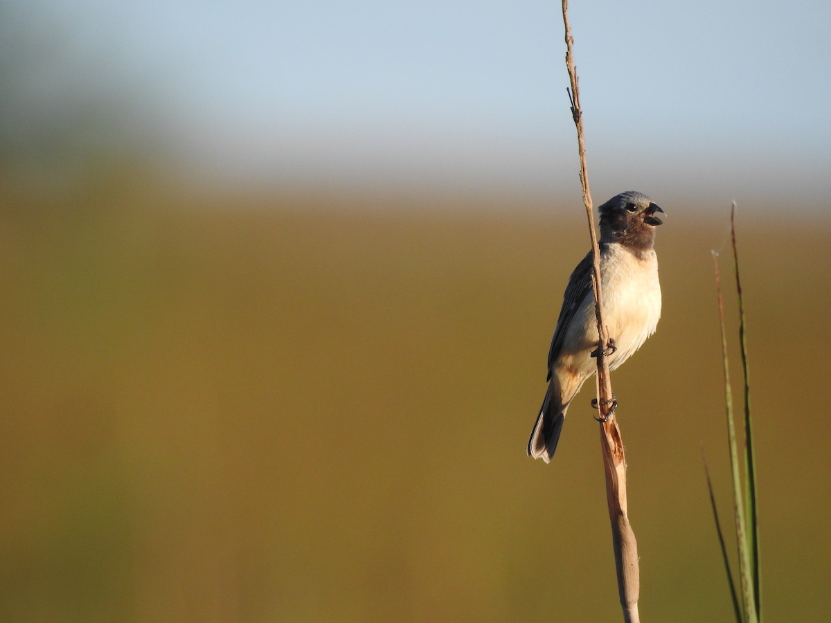 Ibera Seedeater - ML644782979