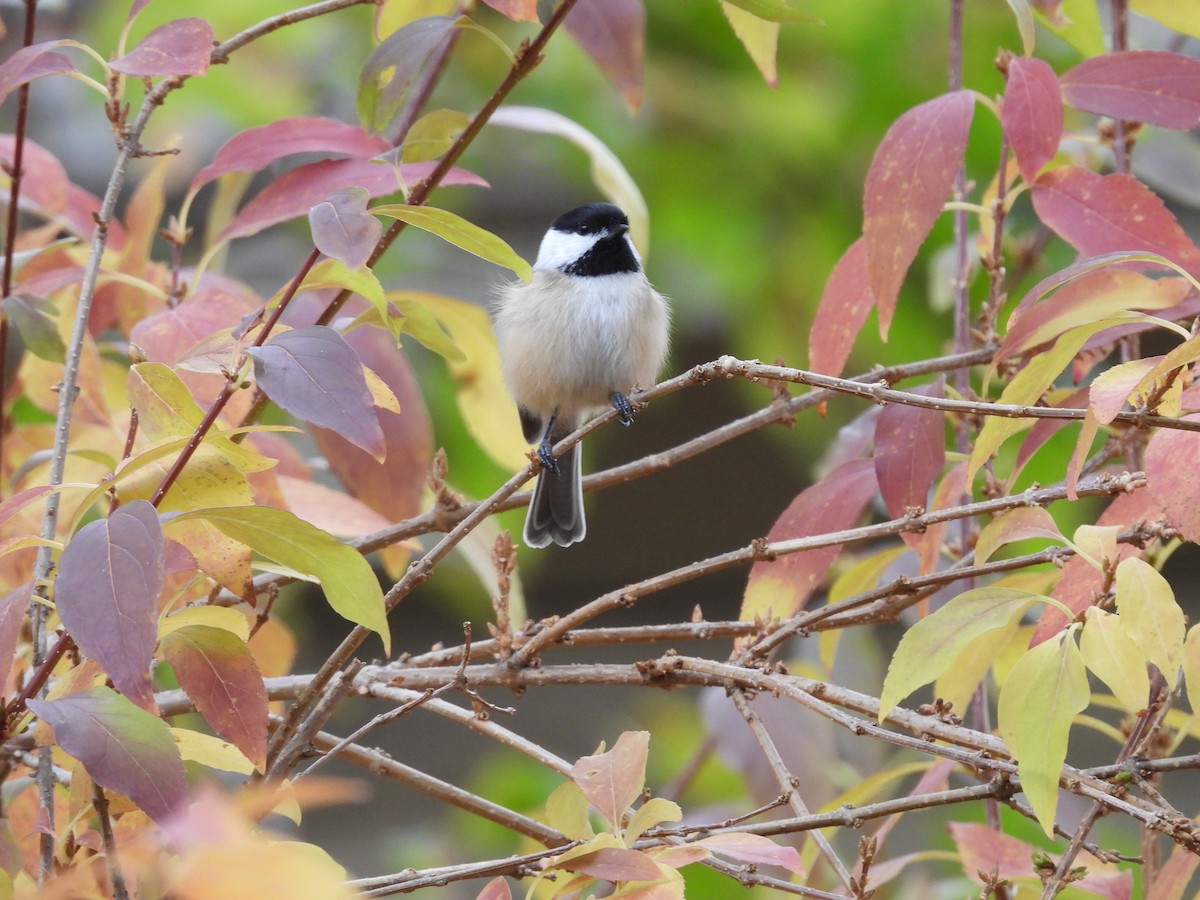 Гаїчка світлокрила - ML644783008