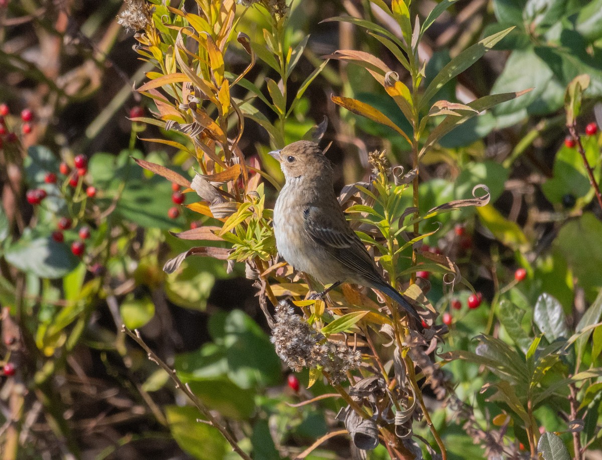 Indigo Bunting - ML644783009