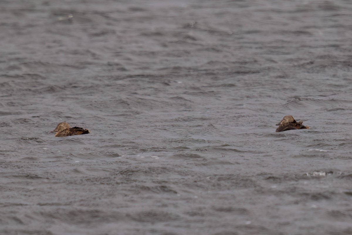 Гага-гребенушка - ML644783011