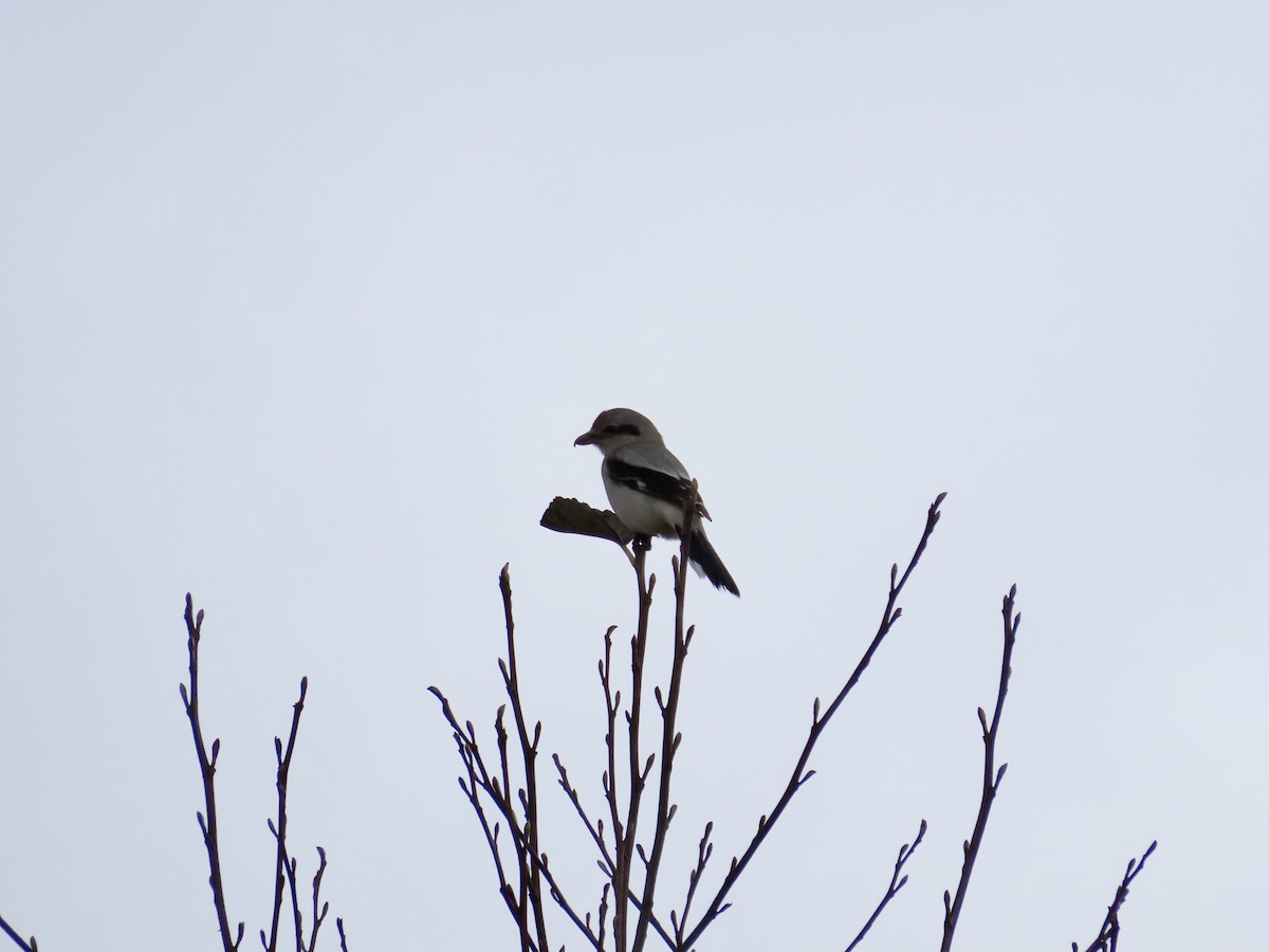 オオモズ - ML644783019