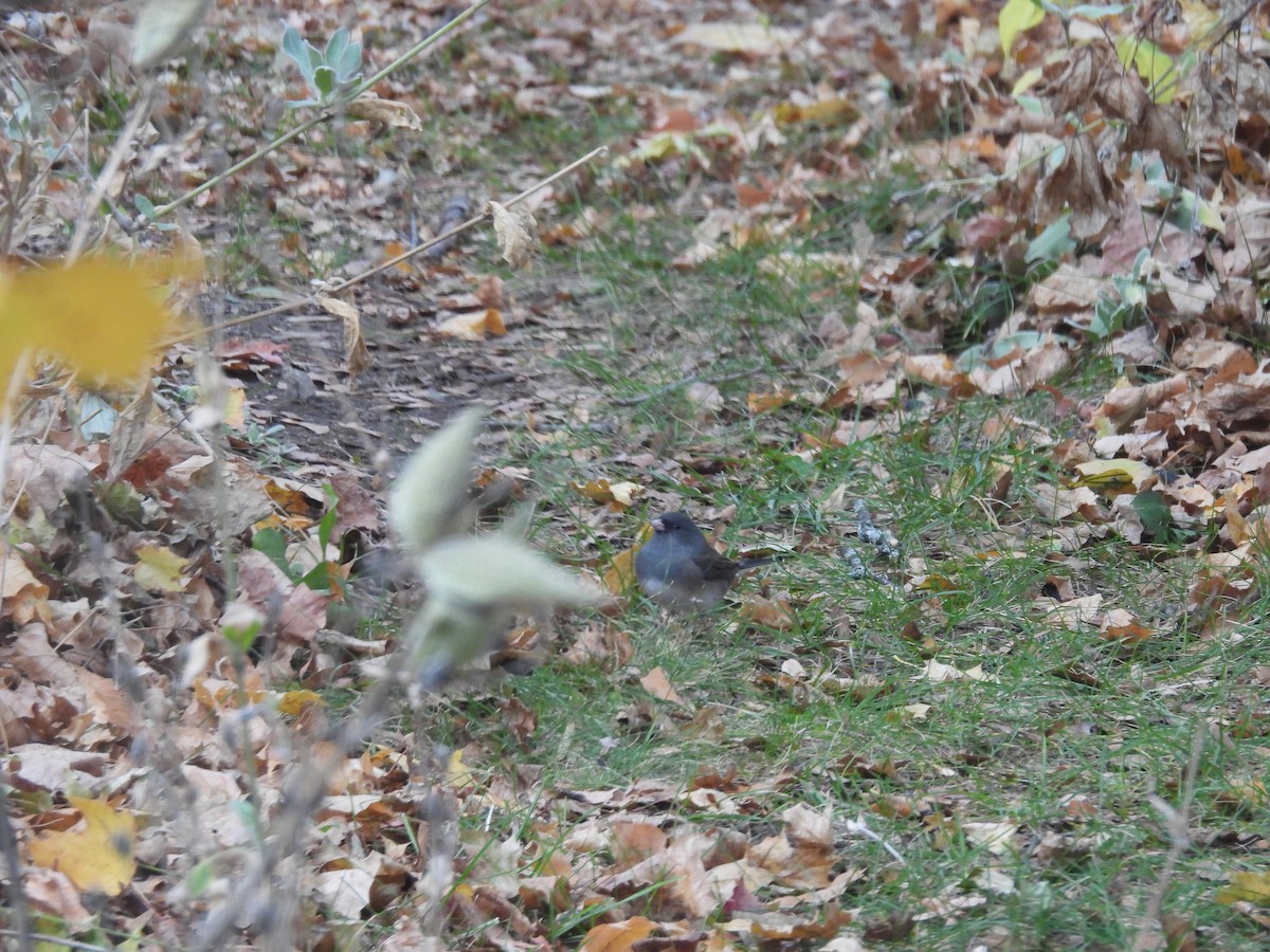 Junco Ojioscuro - ML644783026